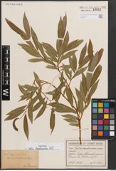 Foto von Salix daphnoides Vill.